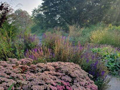 Hylotelephium telephium (Sedum)