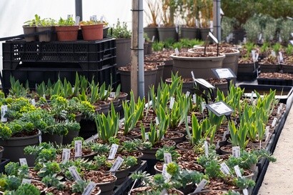 Growing for RHS Chelsea Flower Show