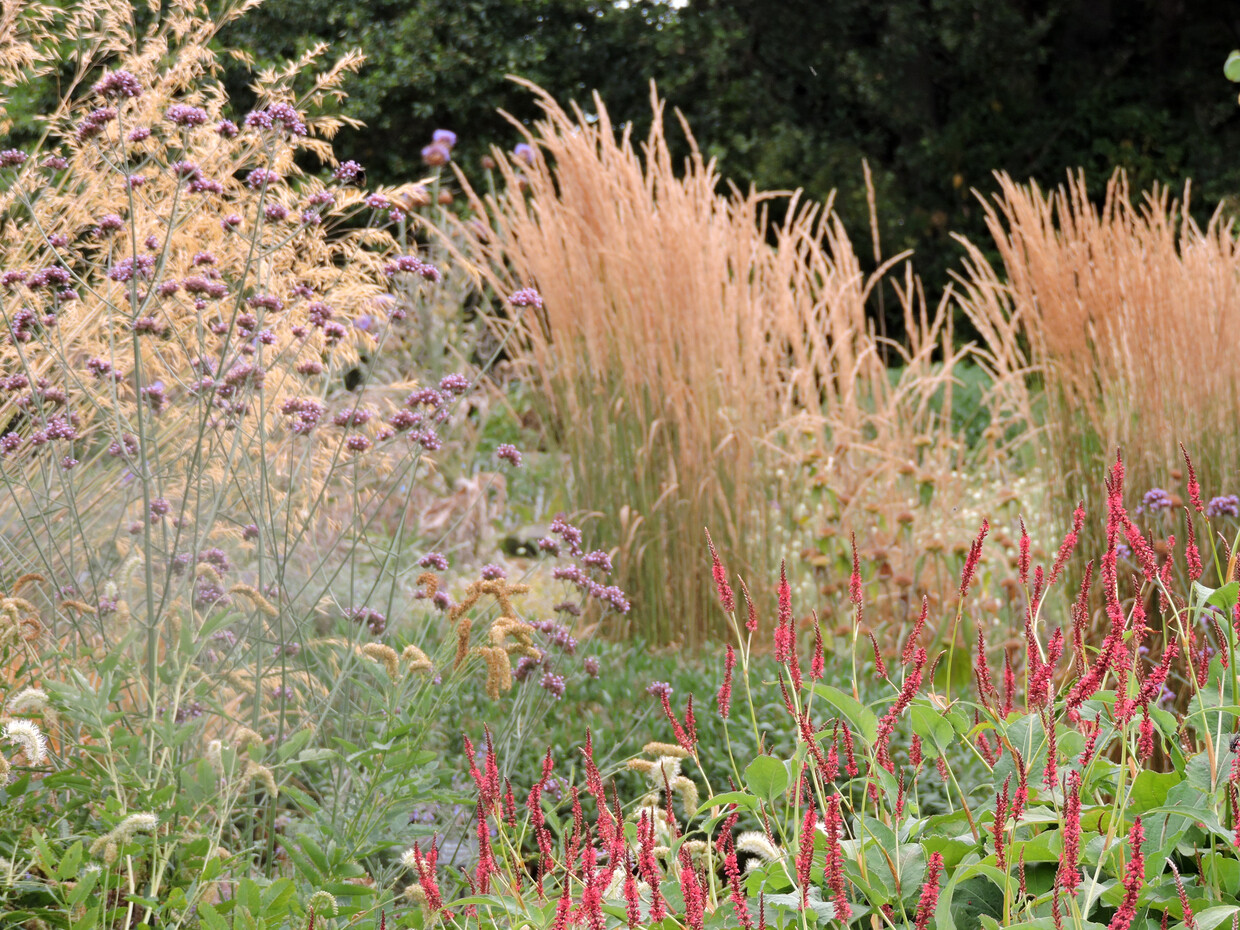 How the garden is coping with the drought 2022