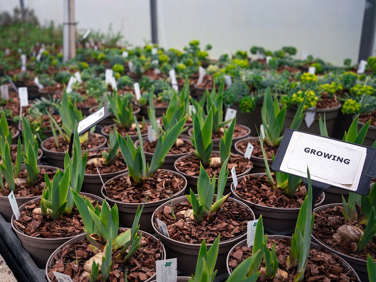 Growing for RHS Chelsea Flower Show