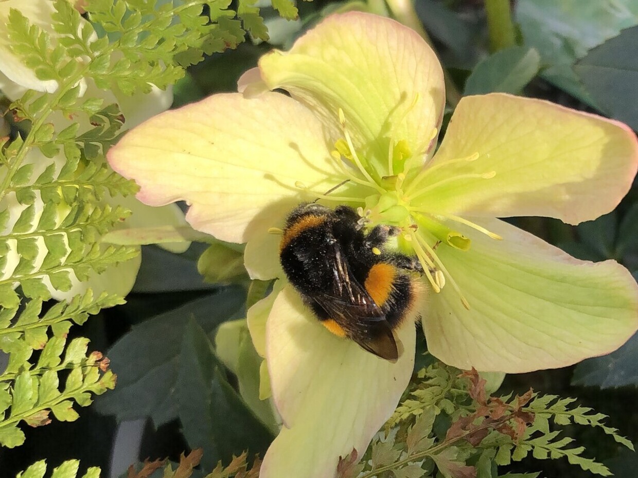 The most bee-friendly early spring plants