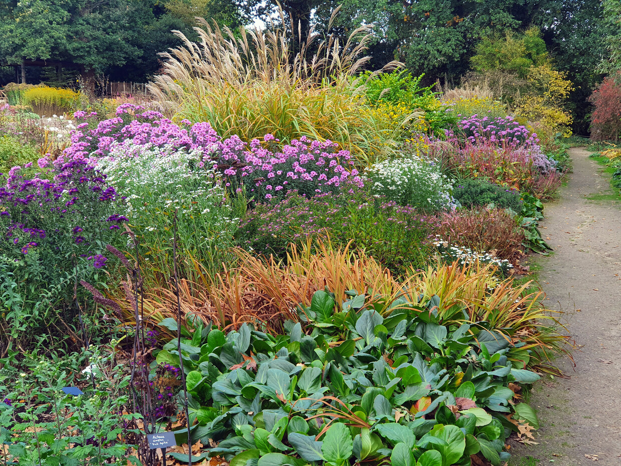 Perennials for Great Autumn Colour 