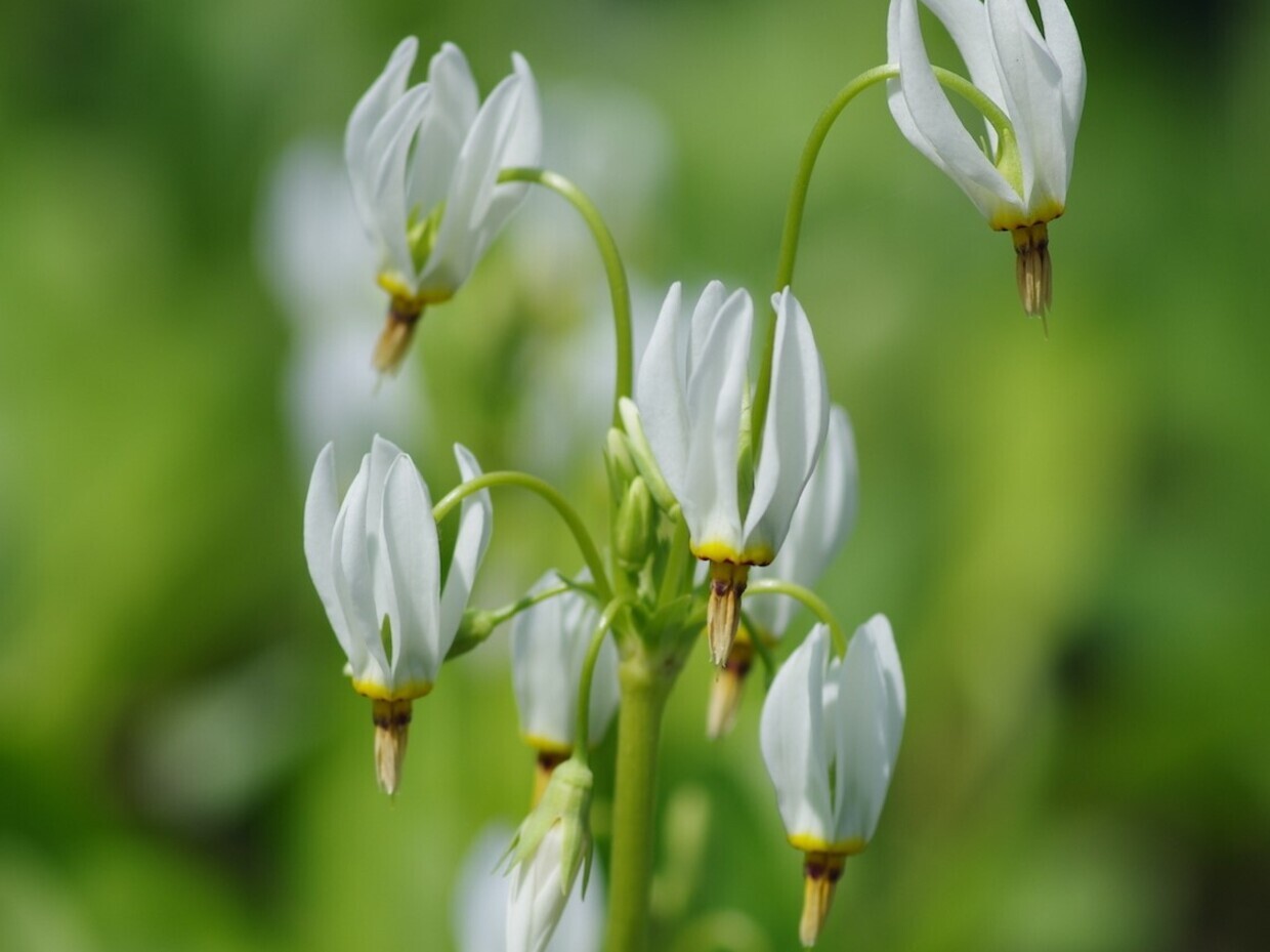 Top 10 unusual plants for a shady area