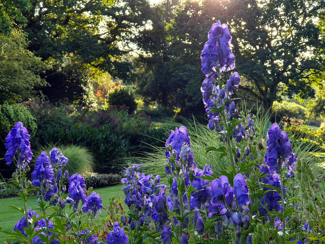 What's still in flower in October?