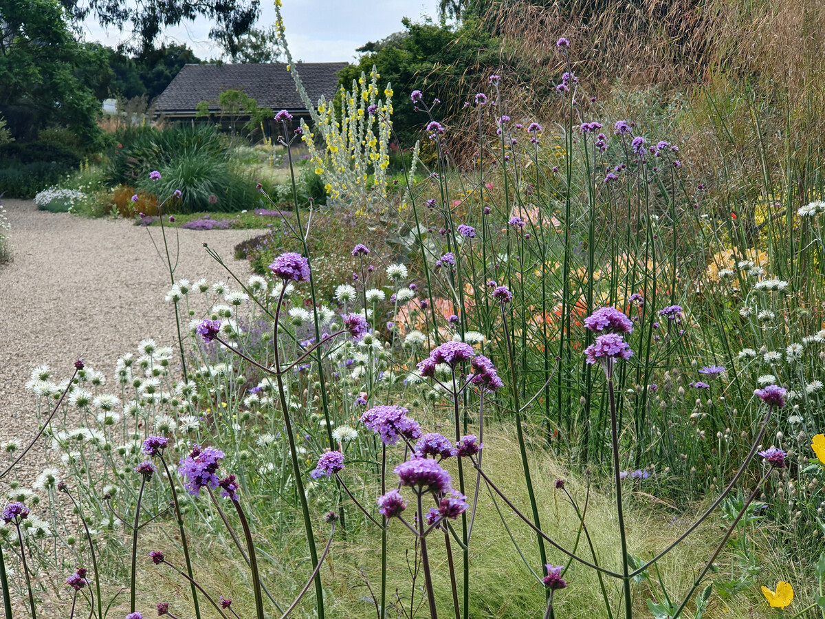 Verbena- How to Grow and Care for