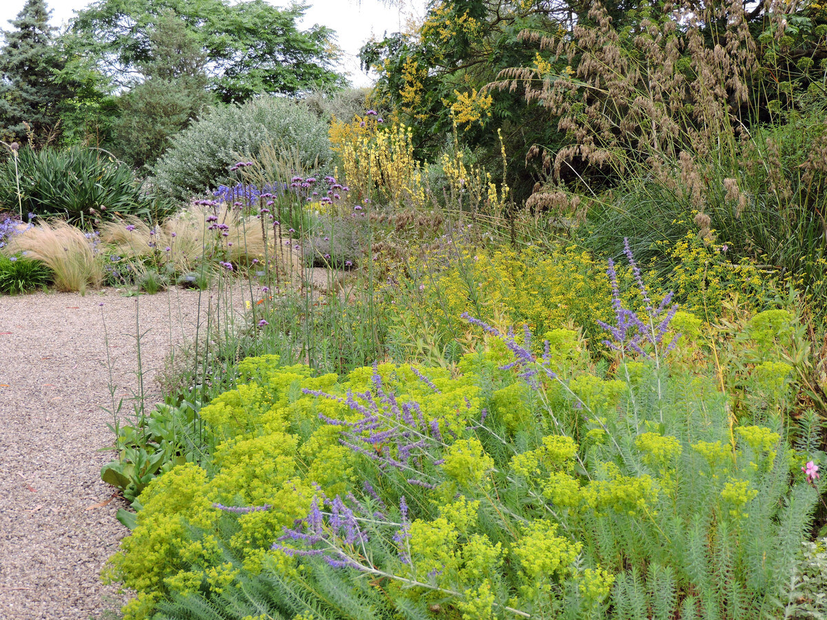 How to grow euphorbia (spurge)