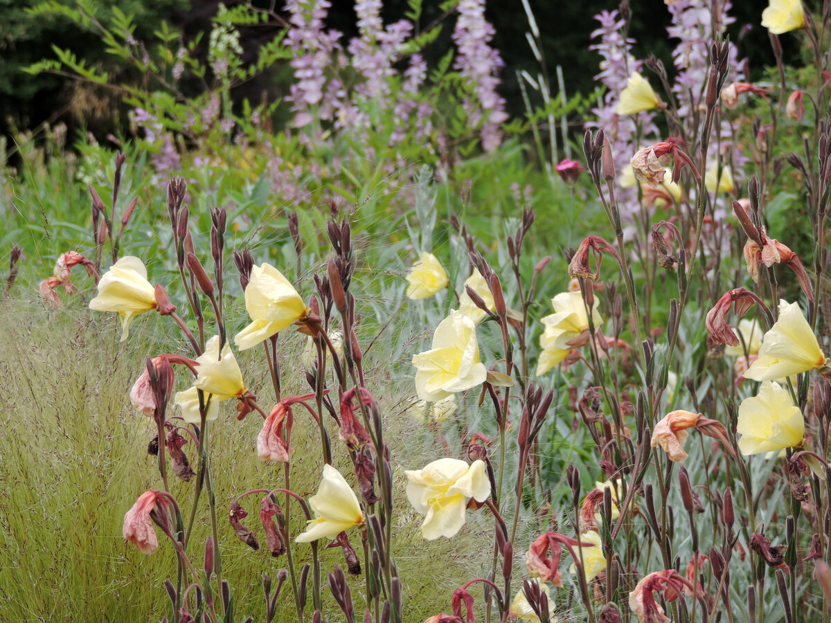 How to grow oenothera (gaura)