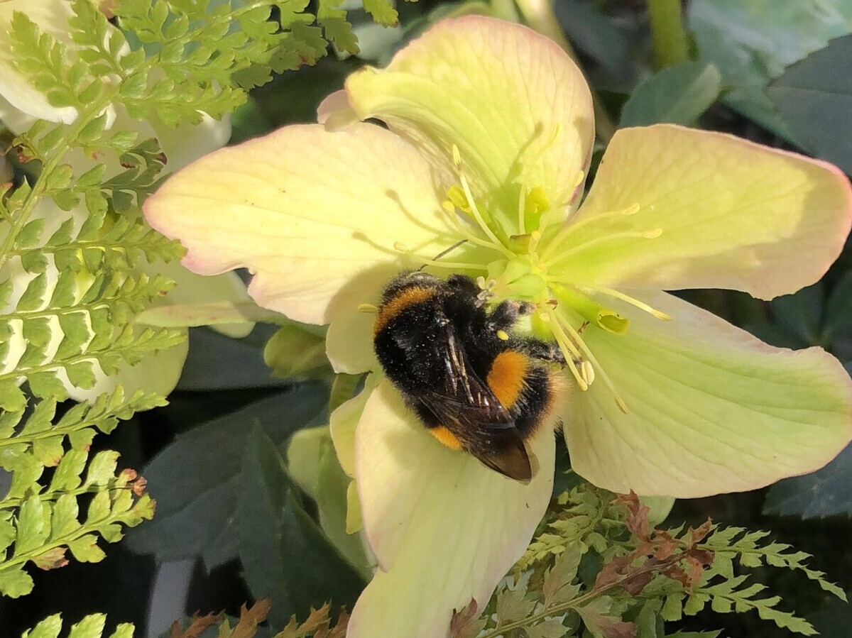 The most bee-friendly early spring plants