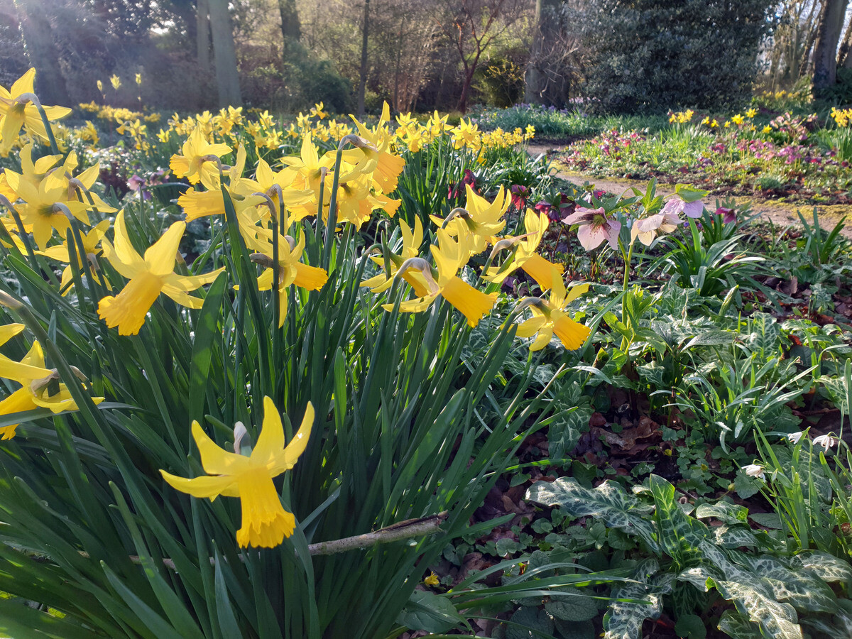 Spring plant folklores with apprentice Hannah