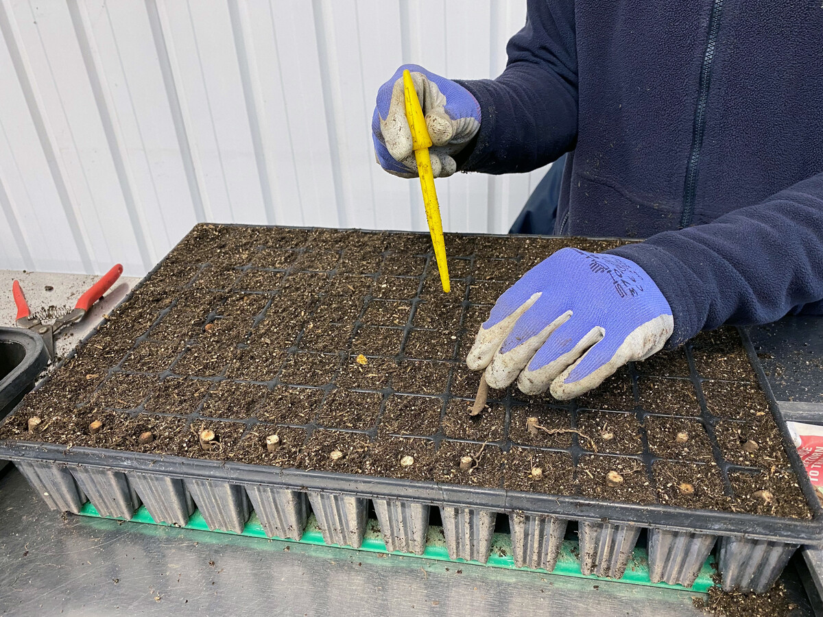 Winter Propagation- Root Cuttings