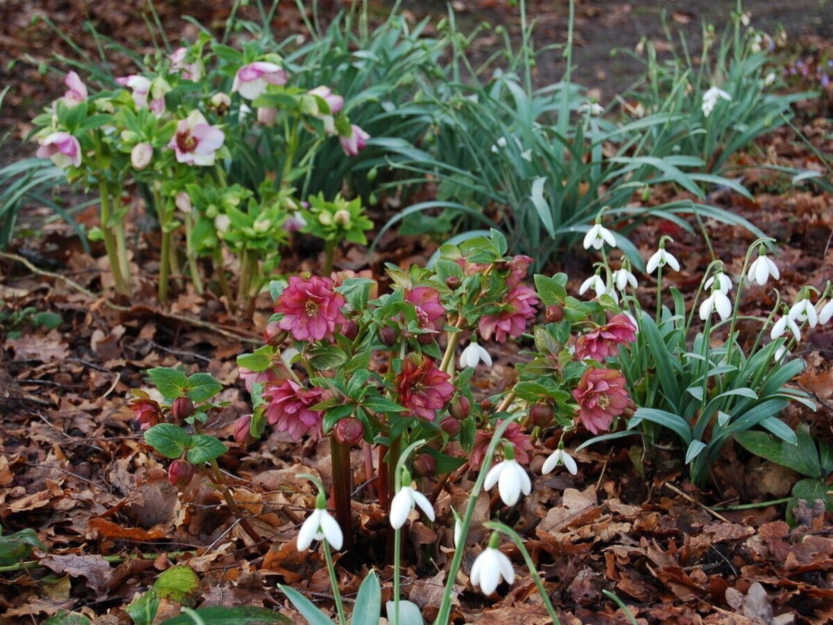 Hellebores in winter