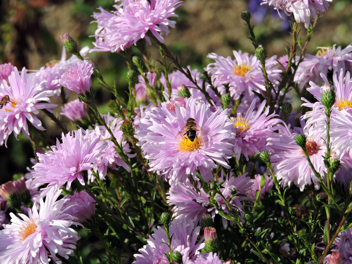 Symphyotrichum-How to Grow and Care for