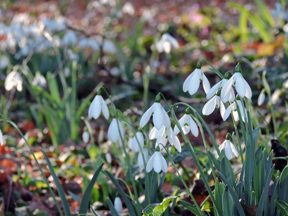 Splendid snowdrops at the Beth Chatto Gardens